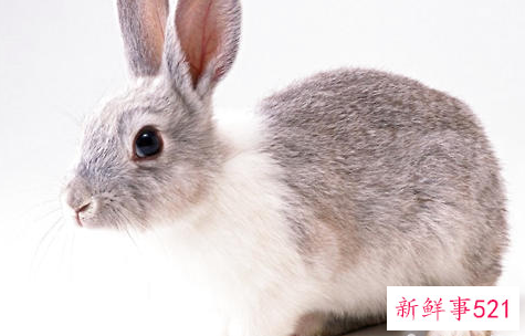 怎样预防兔子足部发炎