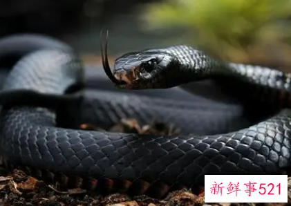 女人梦见了蛇预示着什么