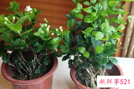 茉莉的修剪方法有哪些