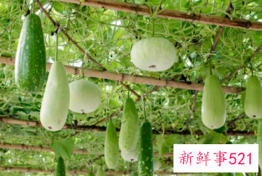 冬瓜的功效与作用是什么