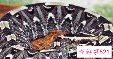 2001年属蛇男命高考运势