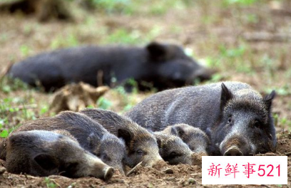 野猪泛滥成灾捕杀后为啥不能吃