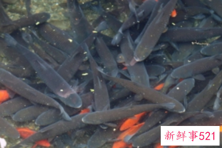 梦见捞鱼是什么意思呢