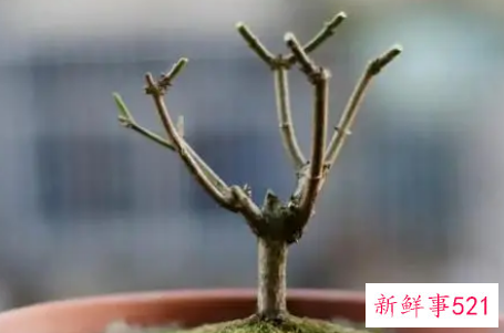 茉莉的修剪方法有哪些