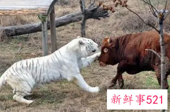 属虎女和属牛男婚姻相配吗