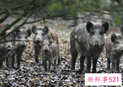 野猪泛滥成灾捕杀后为啥不能吃