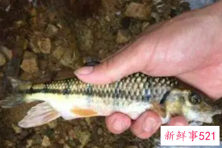 梦见捞鱼是什么意思呢