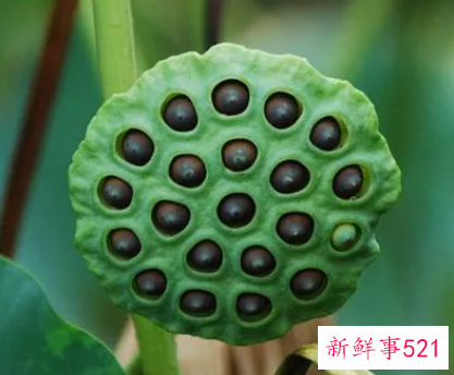 莲蓬泡水的功效与作用有哪些