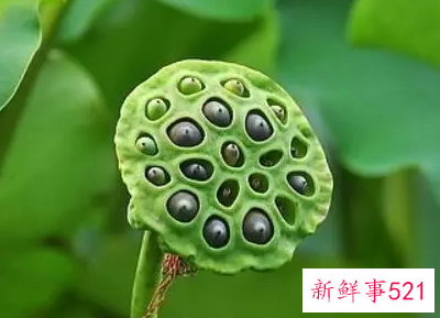 莲蓬泡水的功效与作用有哪些