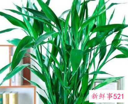 风水里最吉祥的花有哪些