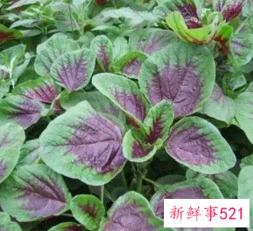 红苋菜怎样保存