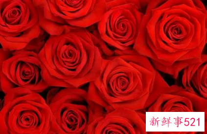 送一朵玫瑰花代表什么意思