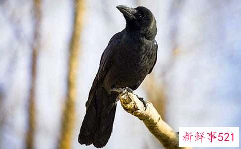 梦见乌鸦有什么预示