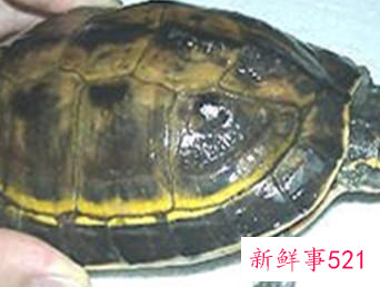 冠背龟的饲养方法