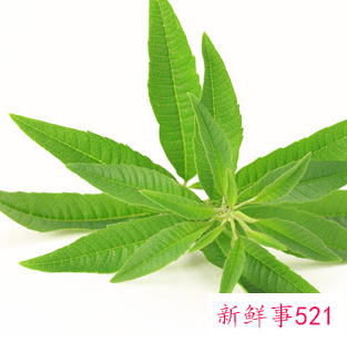 干蛤蟆草泡水喝的功效与作用