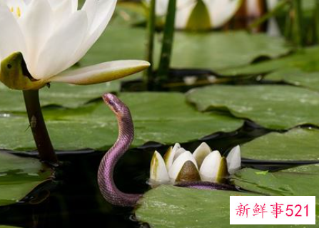 女人梦见了蛇预示着什么