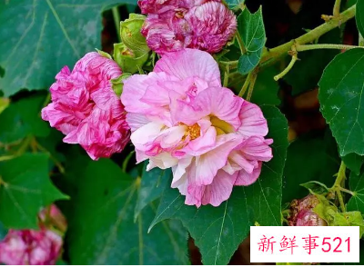 芙蓉花怎么压新的出来