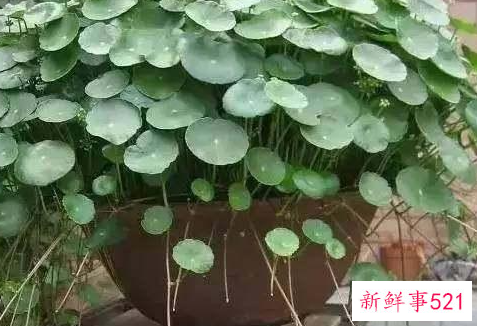 风水里最吉祥的花有哪些