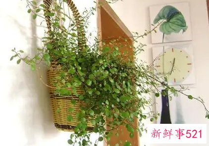 千叶吊兰怎么浇水