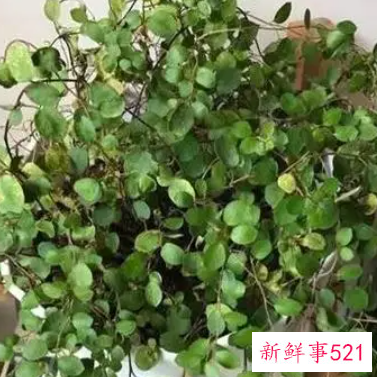 千叶吊兰怎么浇水