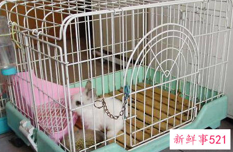 怎样预防兔子足部发炎