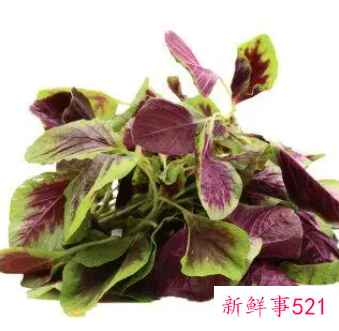 红苋菜怎样保存