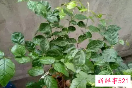 茉莉的修剪方法有哪些