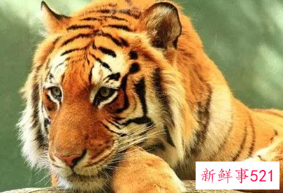 生肖虎什么时候最倒霉