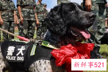 退役的警犬怎么领养