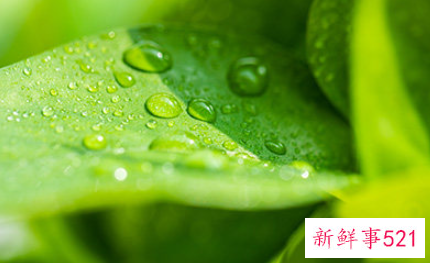 梦见露水有什么含义