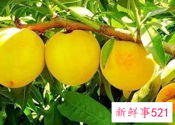 黄桃什么季节成熟