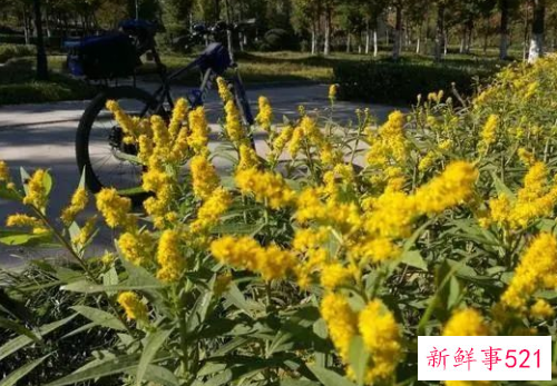 加拿大一支黄花怎么传进来的