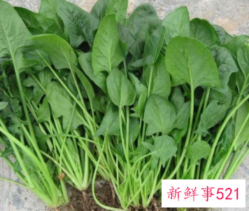 菠菜保鲜储存方法