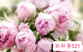 适合居家插的鲜花