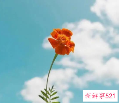 用优雅的句子赞美别人