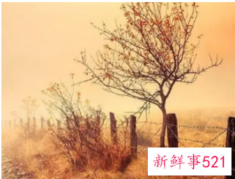 姓王虎年出生男孩子名字