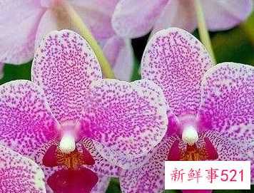 兰花的形态是怎样的