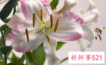 适合居家插的鲜花