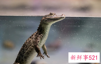 养殖场就鳄鱼溺亡一事做出回应