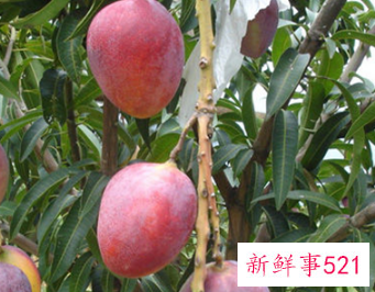 世界上最大的芒果有多大