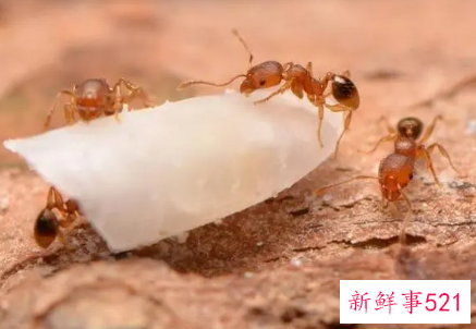 蚂蚁是如何过冬的呢