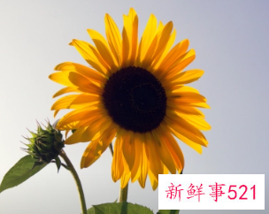 梦见向日葵是胎梦吗