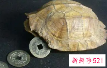 龟壳有啥寓意
