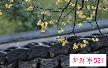 谷雨节气的古诗