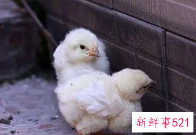 梦见家里小动物死了