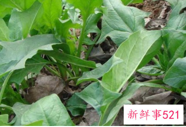 菠菜保鲜储存方法