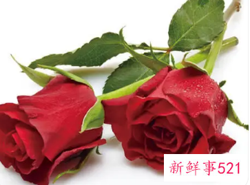 鲜花花语经典句子朋友圈