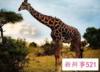 梦见很多长颈鹿是什么意思