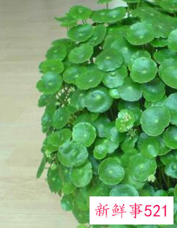 客厅摆放什么植物招财风水