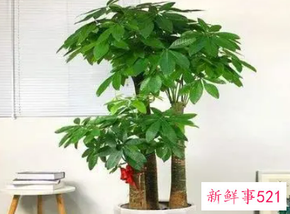 店门口放什么旺财